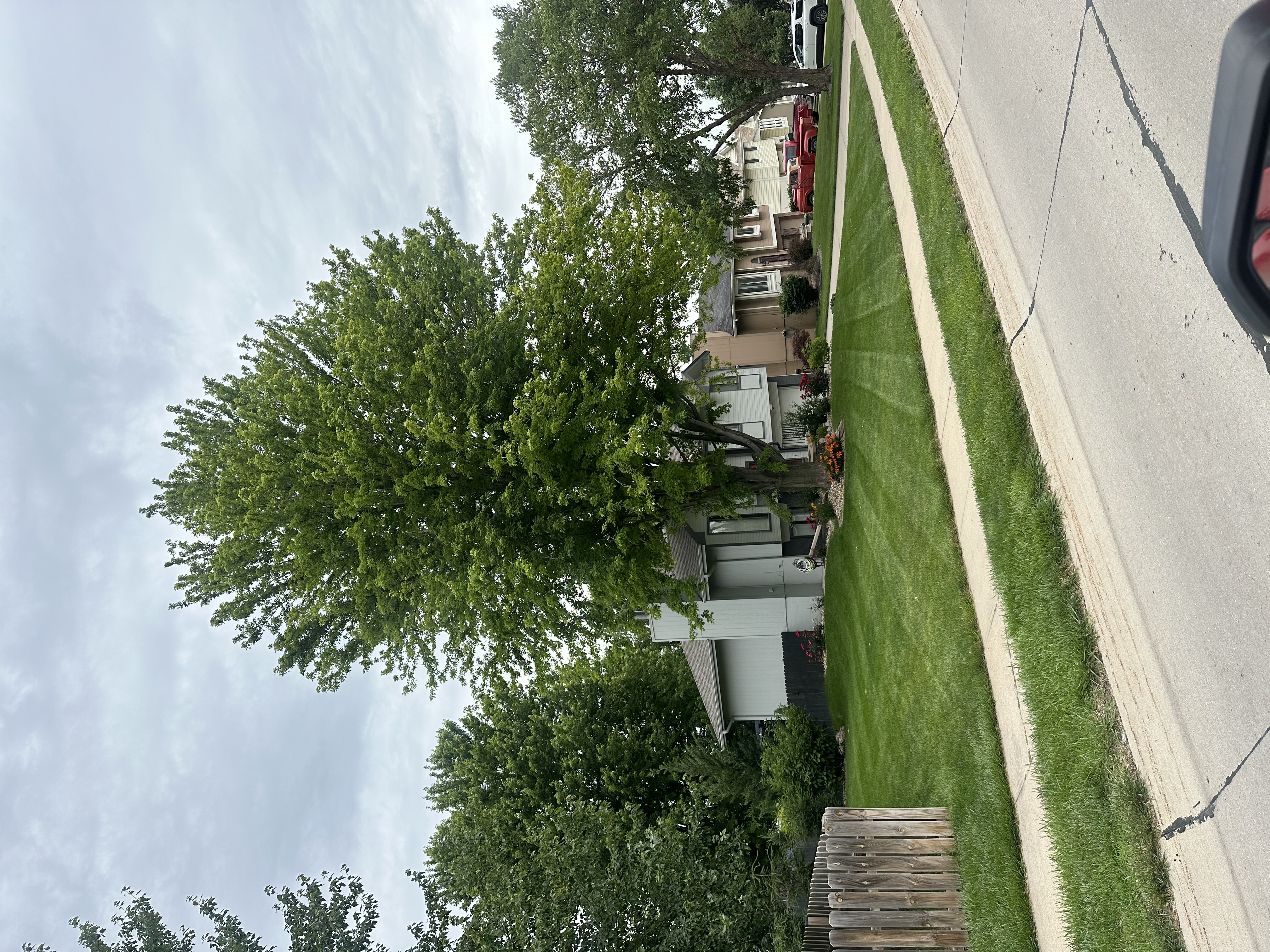 Picasso Lawn Care - yard care